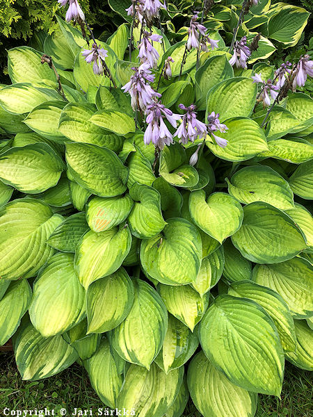  Hosta Fortunei-Ryhm 'Gold Standard'